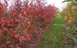 Quercus palustris meerstammig 250-300 herfstkleur