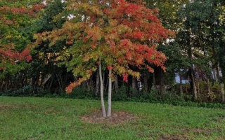 Quercus palustris