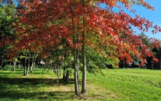 Quercus palustris autumn
