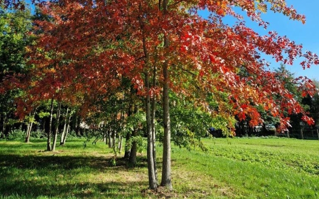 Quercus palustris