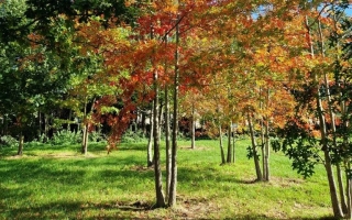 Quercus palustris multistem