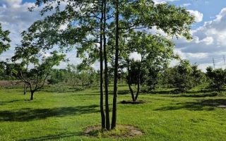 Quercus palustris