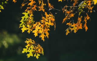 quercus palustris_DSC5905