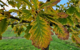 Quercus petraea (2)