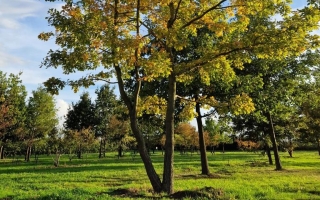Quercus petraea (3)