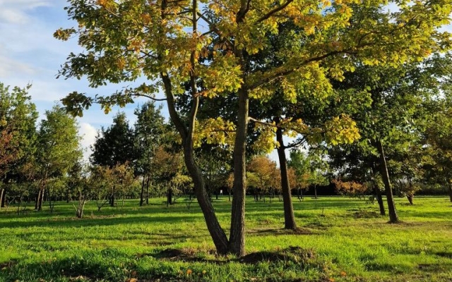 Quercus petraea