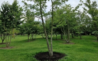 Quercus petraea 3