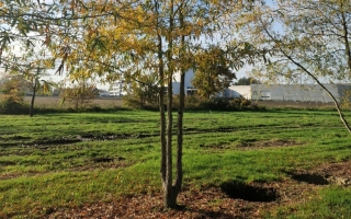 Quercus phellos