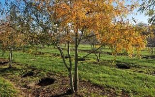 Quercus phellos