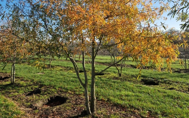 Quercus phellos
