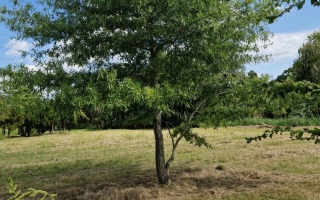 Quercus phellos 2