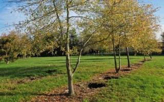Quercus phellos