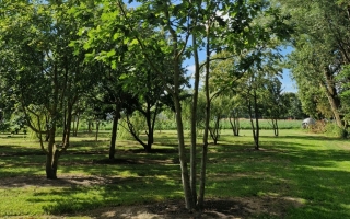 Quercus cocinea meerstammig
