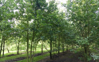 Quercus robur meerstammig 600-700