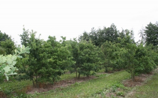 Quercus robur meerstammig