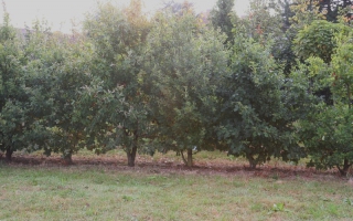 Quercus robur meerstammig 400-500