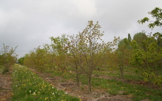 Quercus robur meerstammig 350-400