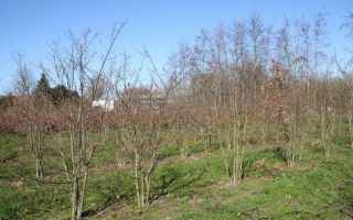 Quercus robur meerstammig 300-350