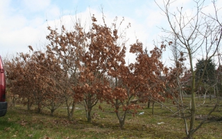 Quercus robur meerstam
