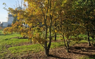 Quercus robur