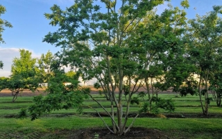 quercus robur 2