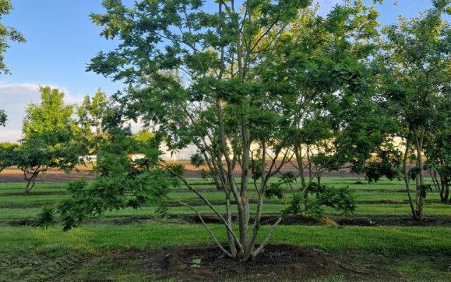Quercus robur