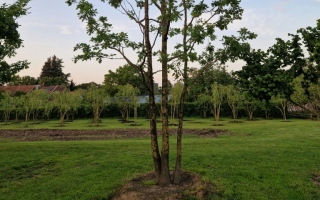 Quercus robur