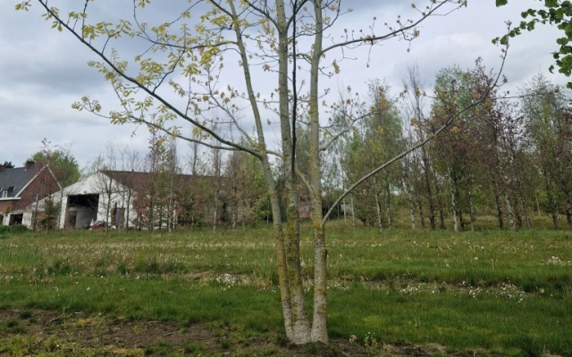 Quercus rubra