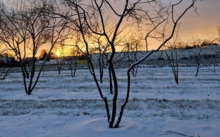 rhamnus cathartica 1