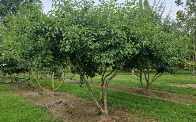 Rhamnus cathartica