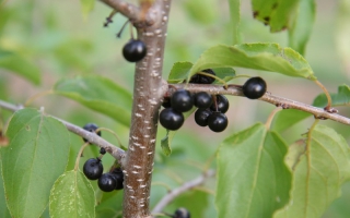 Rhamnus cathartica bes