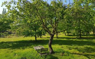 Rhamnus cathartica solitair