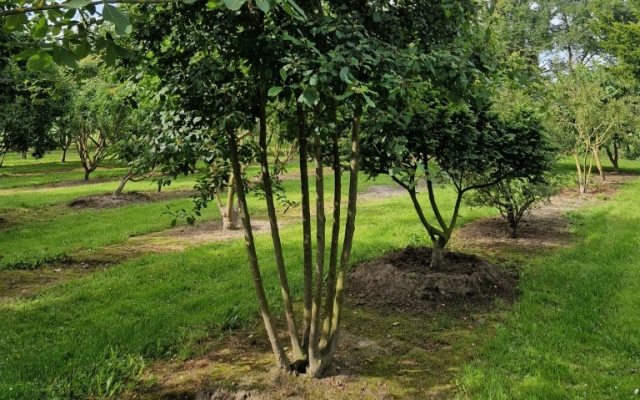 Rhamnus frangula