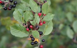 Rhamnus frangula bes