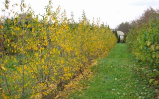 Rhamnus frangula meerstammig herfstkleur