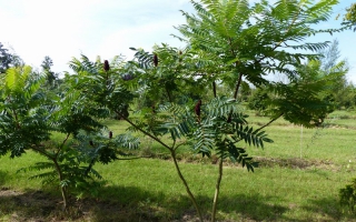 Rhus typhina meerstammig 250-300