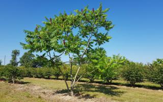 Rhus typhina meerstammig