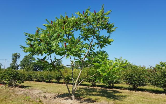 Rhus typhina