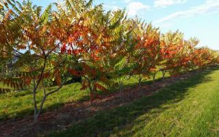 Rhus typhina 250-300 meerstammig