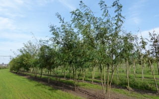 Robinia pseudoacacia meerstammig 500-600