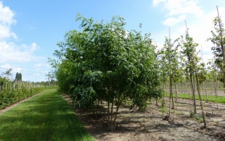 Robinia pseudoacacia meerstammig 400-500