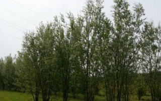 Salix alba 'Liempde' meerstammig 600-700