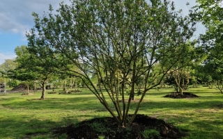 Salix caprea meerstammig