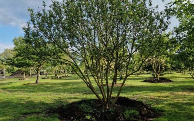 Salix caprea
