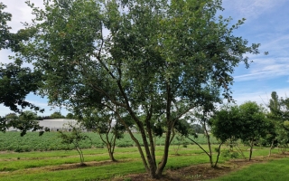Salix caprea