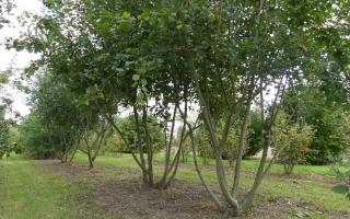 Salix caprea meerstam 500-600