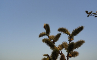 Salix caprea bloei