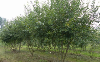 Salix caprea meerstammig 500-600