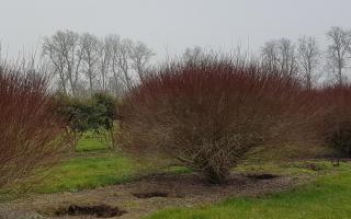 Salix purpurea 'Nana' 200-250