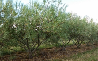 Salix rosmarinifolia